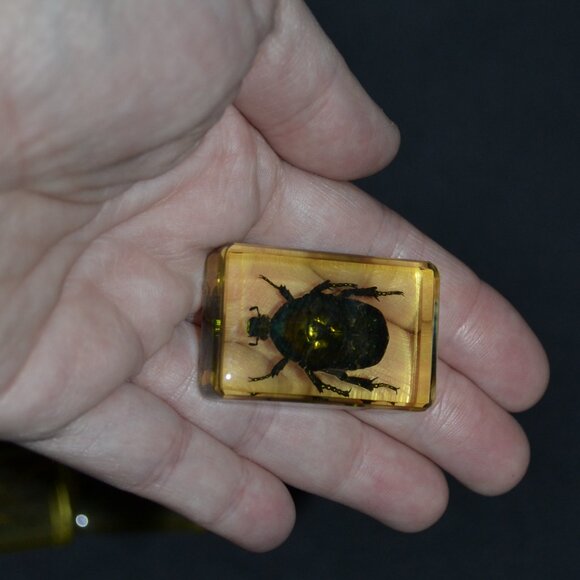 Real Insect Display Bundle 12 Piece Set With Clear Spider Scorpion Resin Cubes - Picture 2 of 5